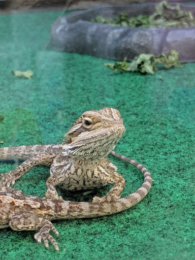 Pet Supply Store «Petco Animal Supplies», reviews and photos, 1080 S Main St, Kernersville, NC 27284, USA