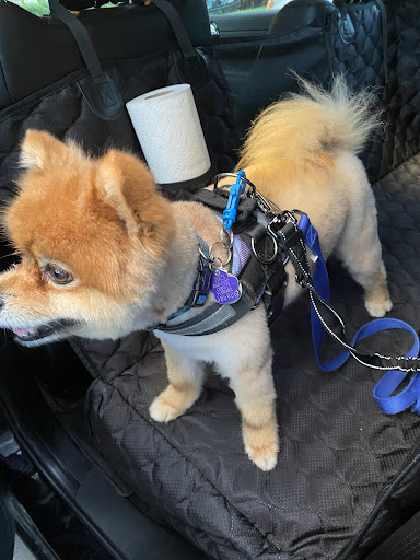 Pet Supply Store «PetSmart», reviews and photos, 1410 NE 23rd St, Pompano Beach, FL 33062, USA