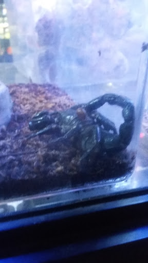 Pet Supply Store «OddBallPetFactory.com», reviews and photos, 8485 Plaza Blvd NE, Spring Lake Park, MN 55432, USA