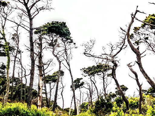 Tourist Attraction «Mendocino Coast Botanical Gardens», reviews and photos, 18220 CA-1, Fort Bragg, CA 95437, USA