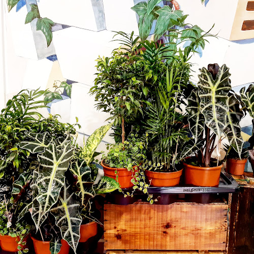 Avaliações doOficina Verde Jardinagem lda em Lisboa - Designer de interiores