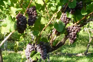 Lawton Ridge Winery image