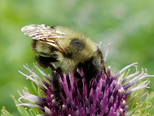 Nature Preserve «Eshqua Bog Natural Area», reviews and photos, Garvin Hill Rd, Woodstock, VT 05091, USA