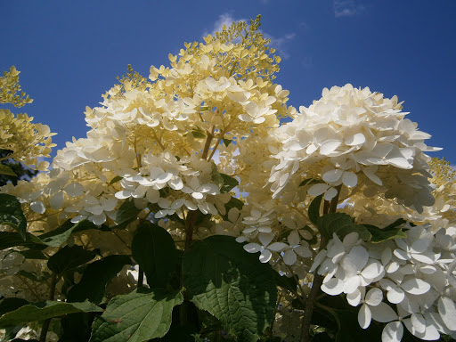 Pet Supply Store «CountryMax - Cortland», reviews and photos, 980 NY-13, Cortland, NY 13045, USA