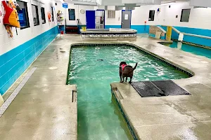 Paws To Swim image