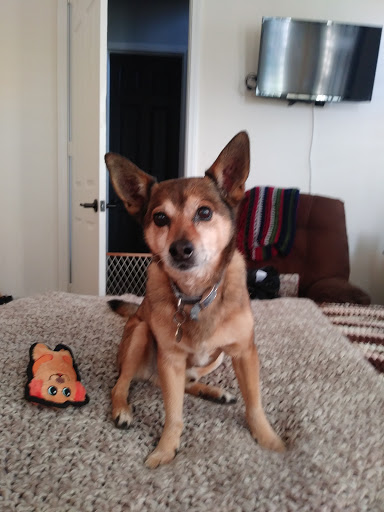 Pet Supply Store «Pet Joy», reviews and photos, 8023 Archibald Ave, Rancho Cucamonga, CA 91730, USA