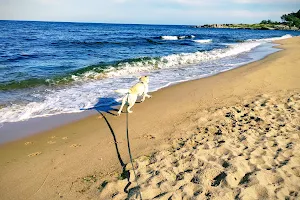 Dog beach image