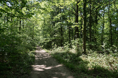 Le Bois Cassé à Bois-d'Arcy