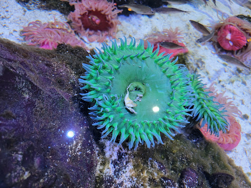 Aquarium «SEA LIFE Minnesota Aquarium», reviews and photos, 120 E Broadway, Bloomington, MN 55425, USA