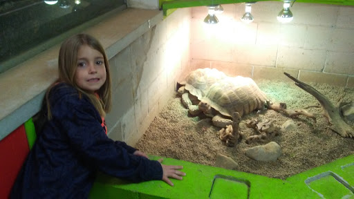 Pet Store «Tye-Dyed Iguana - Reptiles», reviews and photos, 1905 W U.S. 50, Fairview Heights, IL 62208, USA