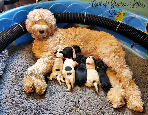 Big Rock Labradoodles
