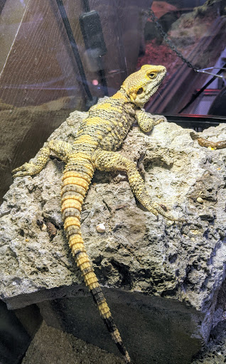 Pet Store «Sand Bar Pet Shop», reviews and photos, 25571 Marguerite Pkwy, Mission Viejo, CA 92692, USA