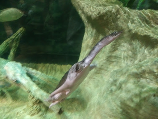 Aquarium «The River Center», reviews and photos, 805 US-1, Jupiter, FL 33477, USA