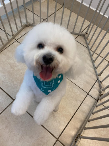 Pet Groomer «Mario`s Pet Grooming & Boutique», reviews and photos, 708 SE 17th St, Fort Lauderdale, FL 33316, USA
