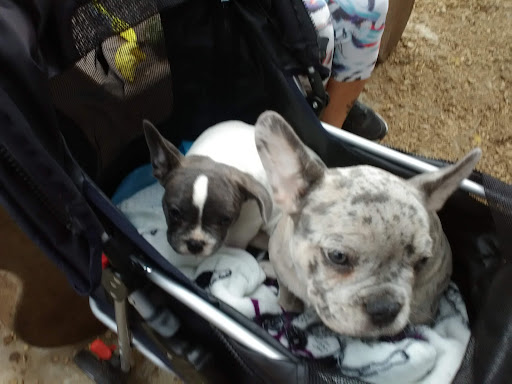 Pet Supply Store «Petco Animal Supplies», reviews and photos, 2021 Evergreen Ave, Modesto, CA 95350, USA