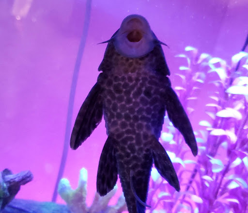 Pet Store «Pet Town», reviews and photos, 7804 Florence Ave, Downey, CA 90240, USA