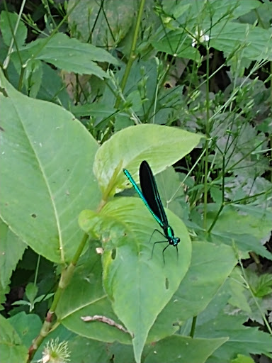 Nature Preserve «Harms Woods», reviews and photos, Harms Rd, Glenview, IL 60025, USA