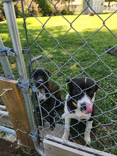 Rockin' G Animal Shelter