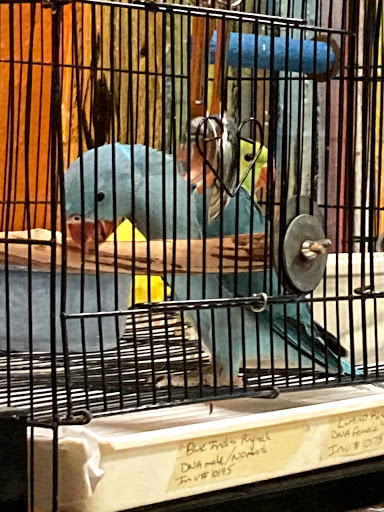 Bird Shop «The Aviary at Cauley Square», reviews and photos, 22400 Old Dixie Hwy, Miami, FL 33170, USA