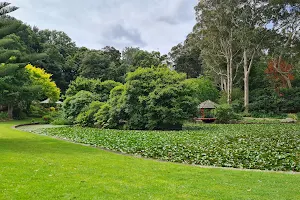 Illawarra Rhododendron and Rainforest Gardens image