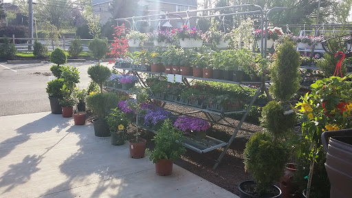 Florist «Hillside Nursery», reviews and photos, 570 E Baltimore Ave, Clifton Heights, PA 19018, USA