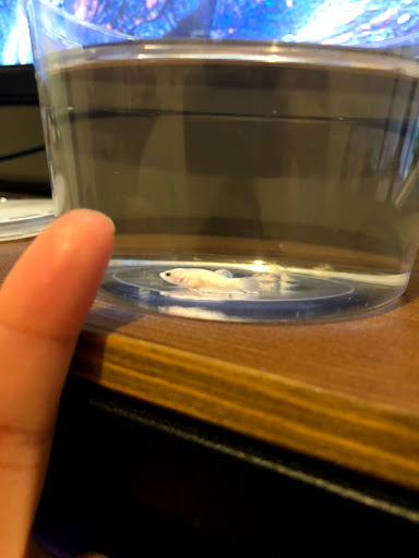 Pet Supply Store «Petco Animal Supplies», reviews and photos, 5215 Lakewood Blvd, Lakewood, CA 90712, USA