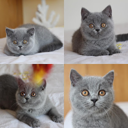 British Shorthair - Miss Star and Friends Cattery