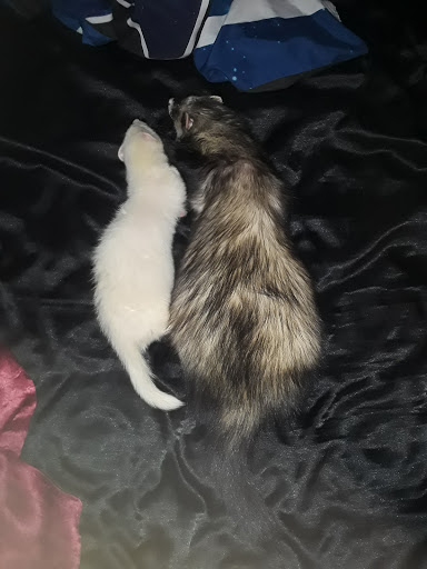 Pet Store «Feeders Supply», reviews and photos, 187 Adam Shepherd Pkwy # 2, Shepherdsville, KY 40165, USA