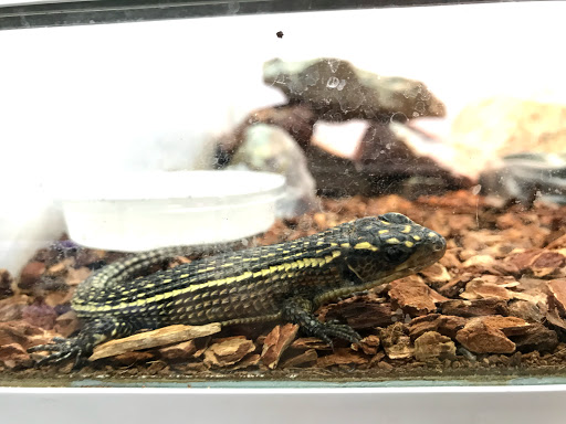 Pet Store «Animal Ark Pet Stores», reviews and photos, 33 Center St, Orem, UT 84057, USA