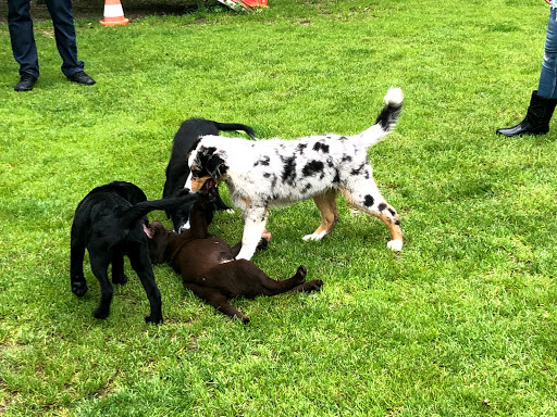 Hundeschule Olympiapark München - Freude am Hund