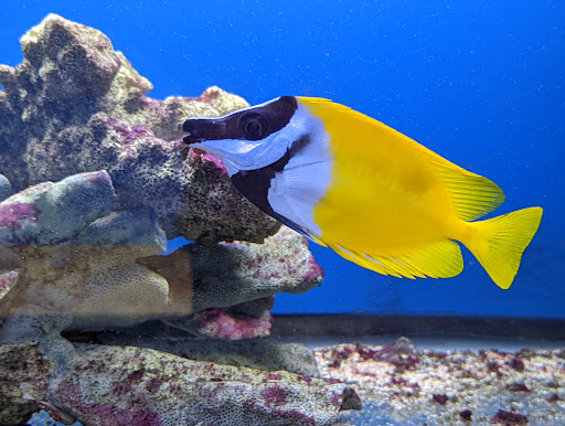 Tropical Fish Store «Tropi-Quatics Pet Center», reviews and photos, 337 S Main St, Lombard, IL 60148, USA