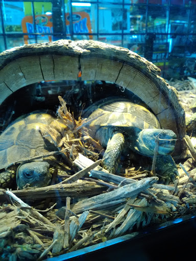 Reptile Store «Reptile Pets Direct», reviews and photos, 8088 Pat Booker Rd, Live Oak, TX 78233, USA