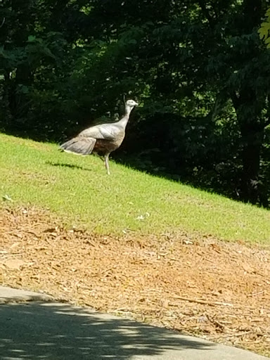 Country Club «Smoke Rise Country Club», reviews and photos, 4900 Chedworth Dr, Stone Mountain, GA 30087, USA