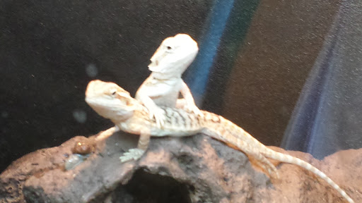 Pet Supply Store «PetSmart», reviews and photos, 1031 Beaver Creek Commons Dr, Apex, NC 27502, USA