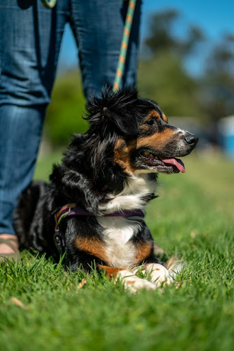 Pet Supply Store «Petco Animal Supplies», reviews and photos, 2000 NE Burnside Rd, Gresham, OR 97030, USA