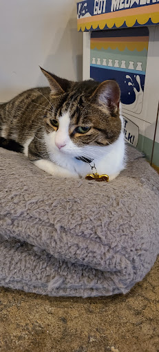 Brewpub «Windmill Brewing», reviews and photos, 2121 Gettler St, Dyer, IN 46311, USA