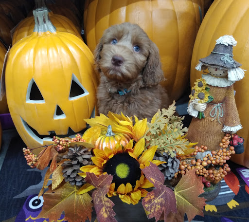 Home Improvement Store «The Home Depot», reviews and photos, 871 North Hwy 27, Lady Lake, FL 32159, USA