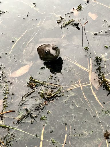 Park «Roswell Area Park», reviews and photos, 10495 Woodstock Rd, Roswell, GA 30075, USA