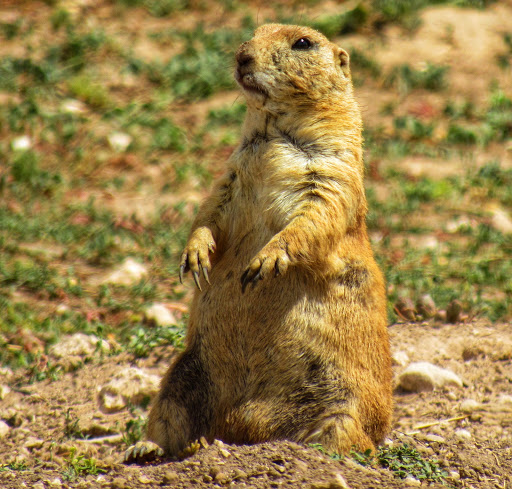 Wildlife Park «Prairie Dog Town», reviews and photos, MacKenzie Park Rd, Lubbock, TX 79401, USA