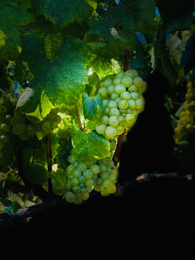 Travel Agency «Take Time To Travel», reviews and photos, 323 E Main St, Cartersville, GA 30120, USA