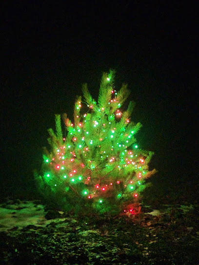 Tangled Lights Christmas Trees