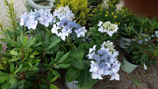 Florist «Chaves Gardens Inc», reviews and photos, 935 E Main Rd, Middletown, RI 02842, USA