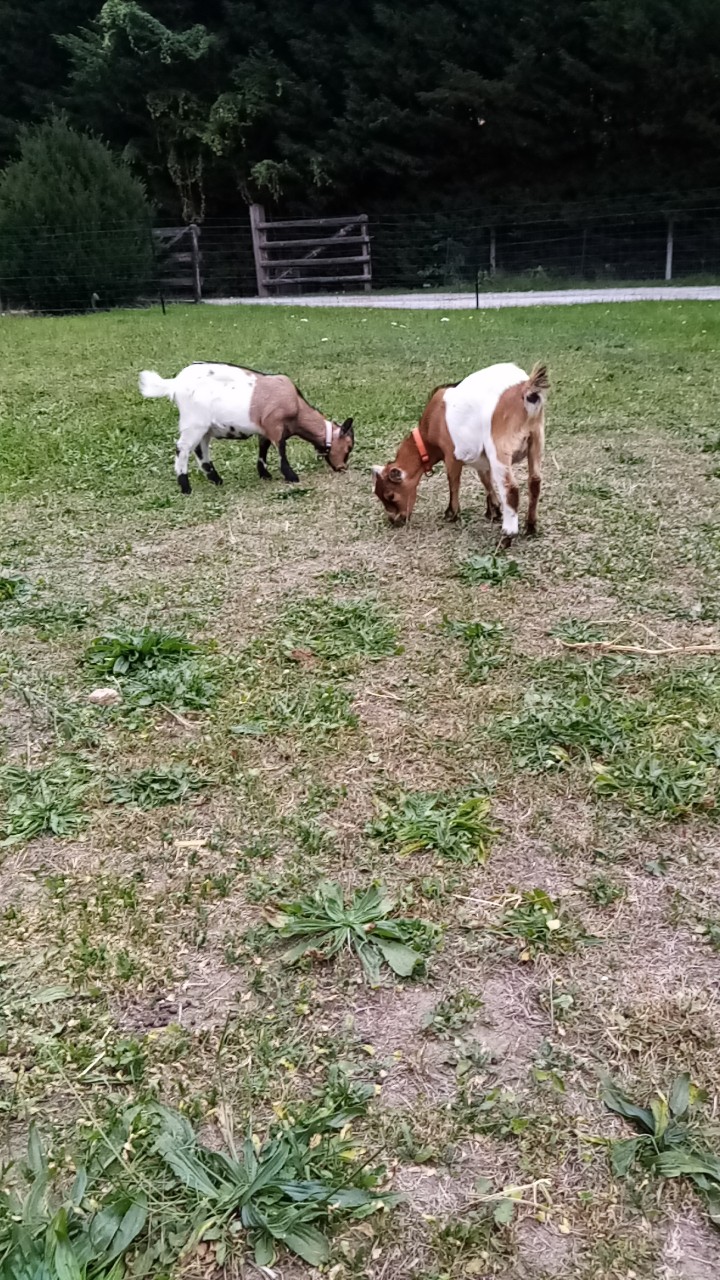Photo n° 1 de l'avis de licorne.a fait le 05/10/2020 à 16:32