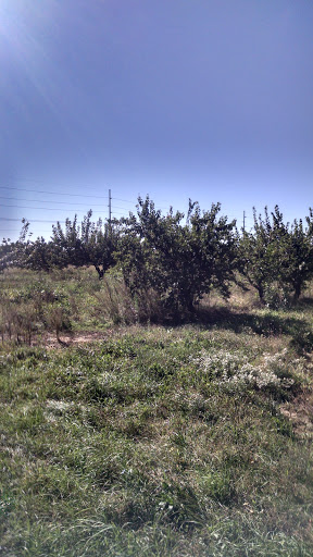 Winery «Domaine Berrien Cellars», reviews and photos, 398 E Lemon Creek Rd, Berrien Springs, MI 49103, USA