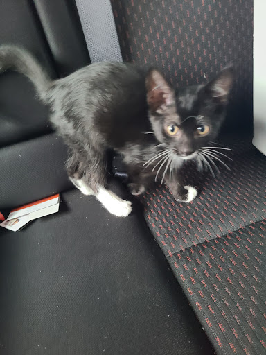 Pet Supply Store «PetSmart», reviews and photos, 919 Lakeland Park Center Dr Unit 380, Lakeland, FL 33809, USA