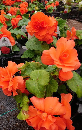 Plant Nursery «Blooming Acres», reviews and photos, 7561 State Rd, Wadsworth, OH 44281, USA