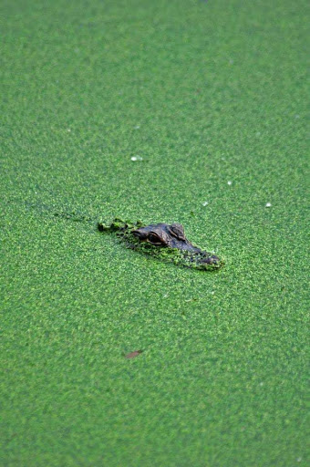 Outdoor Sports Store «Outside Brands», reviews and photos, The Plaza at Shelter Cove Shopping Center, Hilton Head Island, SC 29928, USA