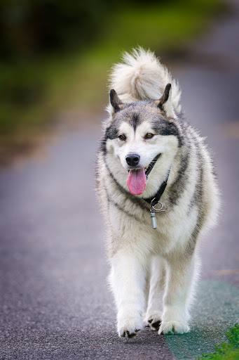 Veterinary practice Hans-Karl von Schöppenthau unter Dietzenbach, 