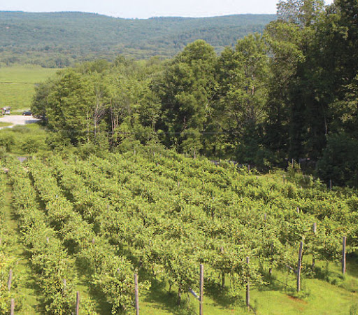 Winery «Bashakill Vineyards», reviews and photos, 1131 S Rd, Wurtsboro, NY 12790, USA