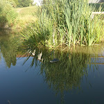 Photo n°3 de l'avis de Torsten.e fait le 23/07/2020 à 17:09 sur le  Landgasthof Zweite Heimat à Langfurth